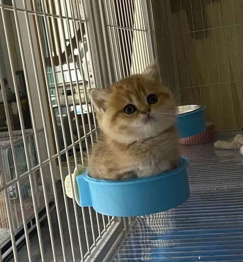 娱乐吃瓜茶小猫,揭秘茶小猫的幕后故事